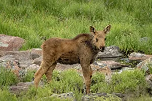Moose Prints: USA, Colorado, Cameron Pass. Moose calf close-up