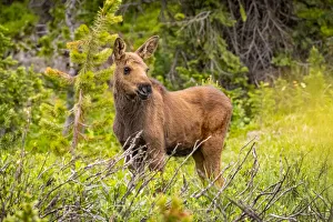 Images Dated 18th January 2021: USA, Colorado, Cameron Pass. Moose calf in meadow