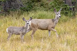 Images Dated 5th September 2018: USA, Colorado, Cameron Pass. Mule deer doe with fawn