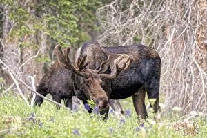 USA, Colorado, Cameron Pass. Shiras moose male and female grazing