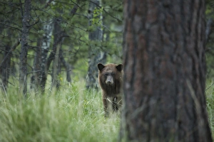 Images Dated 8th June 2015: USA, Colorado. A cinnamon phase black bear in forest