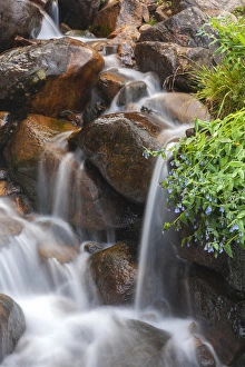 Images Dated 19th July 2015: USA, Colorado, Clear Creek County. Close-up of cascade and chiming bells flowers