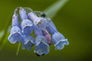 Images Dated 19th July 2015: USA, Colorado, Clear Creek County. Detail of chiming bells flowers