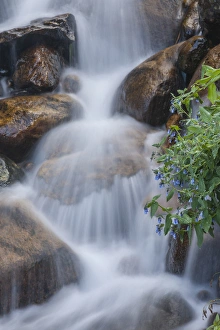 Clear Creek County Prints: USA, Colorado, Clear Creek County. Close-up of cascade and chiming bells flowers
