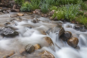 Images Dated 19th July 2015: USA, Colorado, Clear Creek County. Close-up of cascade and chiming bells flowers