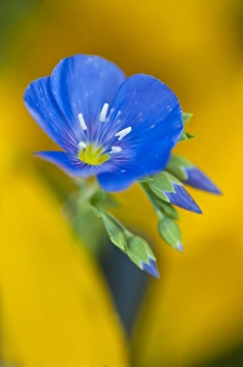 Geranium Prints: USA, Colorado. Close-up of cranesbill geranium wildflower in springtime