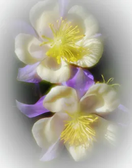 Painterly Prints: USA, Colorado. Columbine