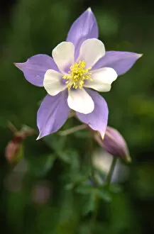USA, Colorado, Columbine Flower
