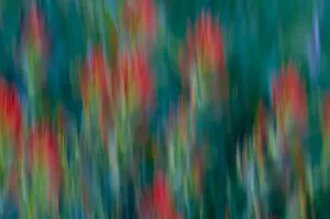 USA, Colorado, Crested Butte. Flower abstract