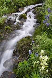 Images Dated 30th May 2007: USA, Colorado, Crested Butte. Scenic of water cascade and flowers