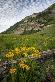 Images Dated 24th May 2013: USA, Colorado, Crested Butte. Wildflowers and old log