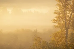 Images Dated 10th November 2020: USA, Colorado, Curecanti National Recreation Area. Foggy sunrise on cottonwood trees