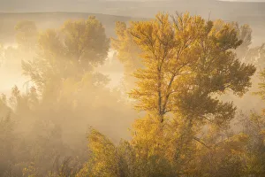 USA, Colorado, Curecanti National Recreation Area. Foggy sunrise on cottonwood trees
