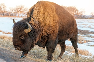 Bison Prints: USA, Colorado, Denver. Bison grazing edge of auto tour road Rocky Mountain Arsenal National Wildlife Refuge