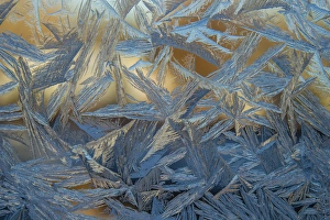 Images Dated 31st December 2014: USA, Colorado, Denver. Frost on a window