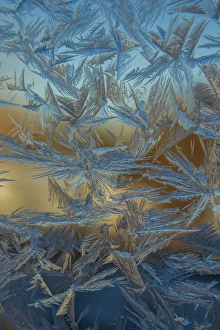 Images Dated 31st December 2014: USA, Colorado, Denver. Frost on a window