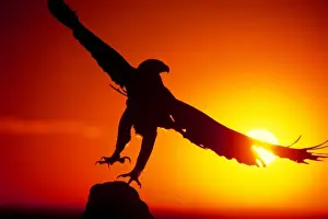 Talon Prints: USA, Colorado. A falconers golden eagle takes flight at sunrise