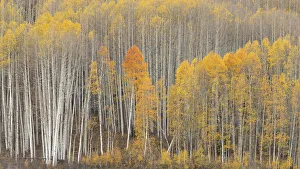 USA, Colorado. Fall-colored aspens in Gunnison National Forest