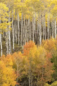 Images Dated 2nd October 2005: USA, Colorado, Fall colors