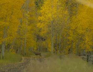 Painterly Prints: USA, Colorado, Fall colors