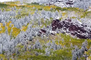 USA, Colorado, First Snow over the Red Cliffs and Aspens of Redstone Colorado