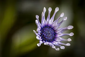 Images Dated 28th March 2019: USA, Colorado, Fort Collins. African daisy close-up