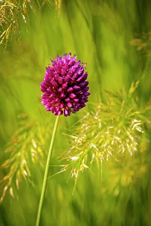 Images Dated 27th July 2023: USA, Colorado, Fort Collins. Allium plant close-up