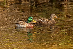 Images Dated 20th June 2024: USA, Colorado, Fort Collins. American mallard duck pair in water