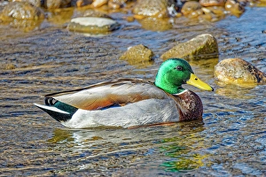 Images Dated 21st June 2024: USA, Colorado, Fort Collins. American mallard duck in water