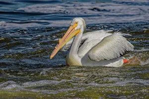 Fort Collins Prints: USA, Colorado, Fort Collins. American white pelican in water