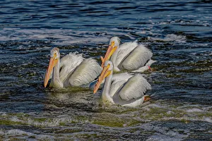 Fort Collins Prints: USA, Colorado, Fort Collins. American white pelicans in water