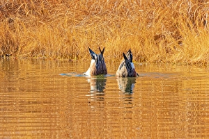 Images Dated 20th June 2024: USA, Colorado, Fort Collins. American Wigeon duck