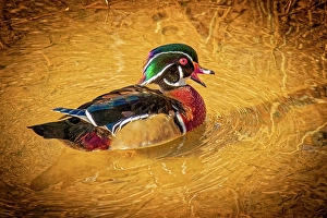 Images Dated 20th June 2024: USA, Colorado, Fort Collins. American wood duck male in water