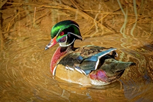 Images Dated 20th June 2024: USA, Colorado, Fort Collins. American wood duck male in water