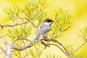 Chickadee Prints: USA, Colorado, Fort Collins. Black-capped chickadee on limb