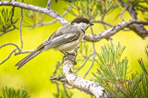 USA, Colorado, Fort Collins. Black-capped chickadee on limb