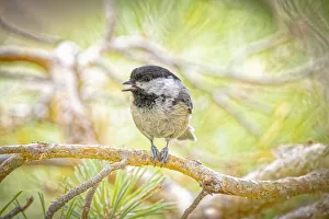 Images Dated 13th November 2021: USA, Colorado, Fort Collins. Black-capped chickadee on tree limb