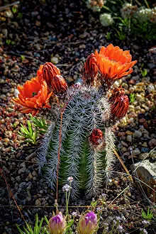 Thorn Prints: USA, Colorado, Fort Collins. Blooming cactus close-up