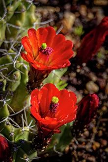 Thorn Prints: USA, Colorado, Fort Collins. Blooming cactus close-up