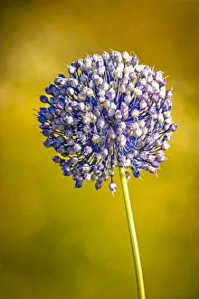 Images Dated 12th November 2021: USA, Colorado, Fort Collins. Blue allium flower
