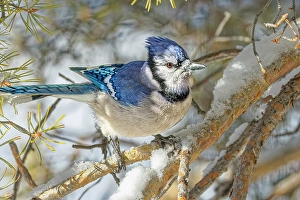 Images Dated 21st June 2024: USA, Colorado, Fort Collins. Blue jay and snow