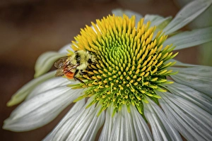 Images Dated 20th June 2024: USA, Colorado, Fort Collins. Bumblebee on echinacea flower