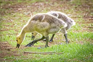 Ground Prints: USA, Colorado, Fort Collins. Canada goose goslings on ground