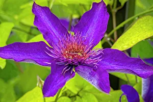 Clematis Prints: USA, Colorado, Fort Collins. Clematis flower close-up