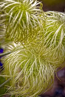 Clematis Prints: USA, Colorado, Fort Collins. Clematis plant close-up