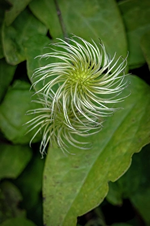 Images Dated 21st June 2024: USA, Colorado, Fort Collins. Close-up of exotic flower
