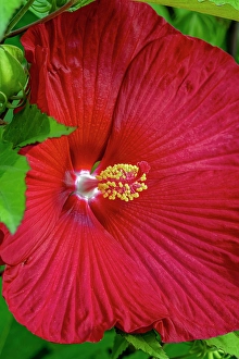 Images Dated 20th June 2024: USA, Colorado, Fort Collins. Close-up of hibiscus flower