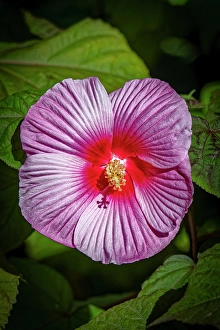 Images Dated 20th June 2024: USA, Colorado, Fort Collins. Close-up of hibiscus flower