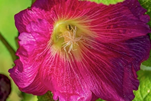 Images Dated 20th June 2024: USA, Colorado, Fort Collins. Close-up of hibiscus flower