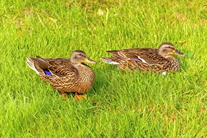 Mallard Prints: USA, Colorado, Fort Collins. Close-up of mallard ducks in grass
